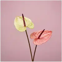 PosterMonkey Poster 75x75 cm - Bloemen - Anthuriums - Geel - Roze - Posters - Kamer decoratie - Wanddecoratie woonkamer - Muurdecoratie slaapkamer