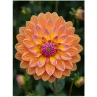 PosterMonkey Poster 30x40 cm - Dahlia - Bloem - Oranje - Posters - Kamer decoratie - Wanddecoratie woonkamer - Muurdecoratie slaapkamer
