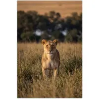 PosterMonkey Poster 20x30 cm - Leeuwin - Gras - Geel - Posters - Kamer decoratie - Wanddecoratie woonkamer - Muurdecoratie slaapkamer