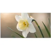 PosterMonkey Poster 80x40 cm - Narcis - Bloem - Minimalistisch - Posters - Kamer decoratie - Wanddecoratie woonkamer - Muurdecoratie slaapkamer