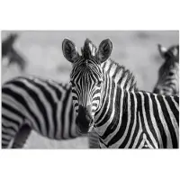 PosterMonkey Poster 60x40 cm - Zebra's - Zwart - Wit - Posters - Kamer decoratie - Wanddecoratie woonkamer - Muurdecoratie slaapkamer