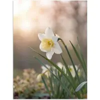 PosterMonkey Poster 120x160 cm - Narcis - Bloem - Minimalistisch - Posters - Kamer decoratie - Wanddecoratie woonkamer - Muurdecoratie slaapkamer XXL