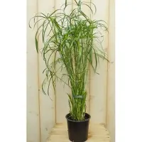Warentuin Collection Parapluplant Papyrus Cyperus Alternifolius Kamerplant Moerasplant