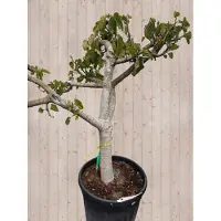 Warentuin Collection Vijg XXL dikke stam h180 cm Ficus