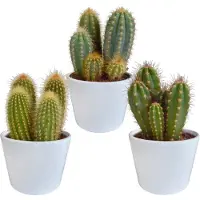 Planteda Cereus mix 10.5 cm in witte pot | 3 stuks