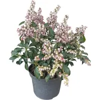 GRDplanten Pieris jap. Pink Passion ('Opstal 69'PBR) - Rotsheide | 25-30 cm in pot