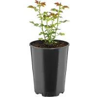 Garronda Ronde kunststof bloempot met drainagegaten voor tuin (Zwart, Ø16 x 20,5 cm (3L)) GD-KW-RR