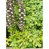 Brandless 6x Stekelige berenklauw - Acanthus mollis | 9x9 cm pot