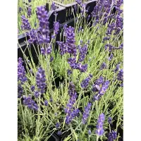 Brandless 6x Lavandel - Lavandula angustifolia 'Hidcote' | 9x9 cm pot