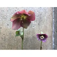 Brandless 6x Nieskruid - Helleborus orientalis 'Red Hybrids' | 9x9 cm pot