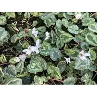 Brandless 6x Alpenviooltje wit - Cyclamen Hed. 'Album' | 9x9 cm pot