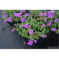 Brandless 6x Randjesbloem - Aubrieta hybr. 'Hamburger Stadtpark' | 9x9 cm pot