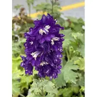 Brandless 6x Ridderspoor - Delphinium (p) 'King Arthur' | 9x9 cm pot