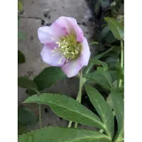 Brandless 3x Nieskruid - Helleborus or. 'Pretty Ellen Pink' | 9x9 cm pot