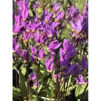 GRDplanten 6x Twaalfgodenkruid - Dodecatheon Meadia | 9x9 cm pot