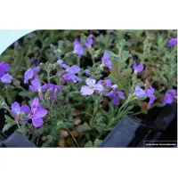 Brandless 6x Randjesbloem - Aubrieta hybr. 'Cascade Blue' | 9x9 cm pot