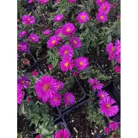 Brandless 6x Aster - Aster dumosus 'Starlight' | 9x9 cm pot