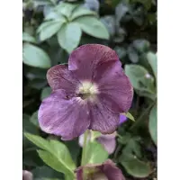 Brandless 3x Nieskruid - Helleborus or. 'Pretty Ellen Purple' | 9x9 cm pot