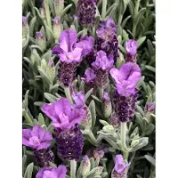 Brandless 6x Kuiflavandel - Lavandula stoechas 'Pedunculata' | 9x9 cm pot