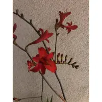 Brandless 6x Montbretia - Crocosmia hybr. 'Lucifer' | 9x9 cm pot