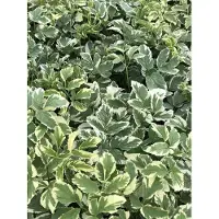 Brandless 6x Bont zevenblad - Aegopodium podagraria 'Variegatum' | 9x9 cm pot