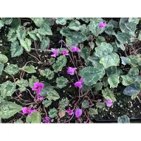 Brandless 6x Alpenviooltje - - Cyclamen Hed. 'Rose Pearls' | 9x9 cm pot