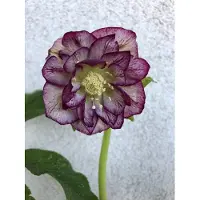 Brandless 6x Nieskruid - Helleborus or. 'Double Ellen Picotee' | 9x9 cm pot