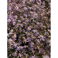 Brandless 6x Aster - Aster pyrenaeus 'Lutetia' | 9x9 cm pot