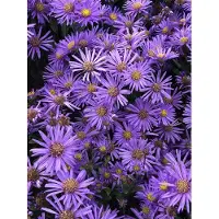 Brandless 6x Bergaster - Aster amellus 'Blue King' | 9x9 cm pot