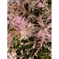 Brandless 6x Pluimspirea 'Sprite' , Prachtspirea - Astilbe simplicifolia 'Sprite' | 9x9 cm pot