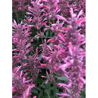 Brandless 6x Dropplant - Agastache mexicana 'Red Fortune' | 9x9 cm pot