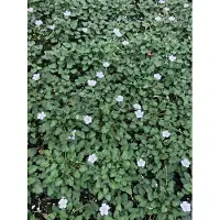 GRDplanten 6x Reigersbek - Erodium x variabile 'Album' | 9x9 cm pot