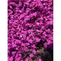 GRDplanten 6x Vlambloem , Kruipende Phlox - Phlox subulata 'Mcdaniel's Cushion' | 9x9 cm pot