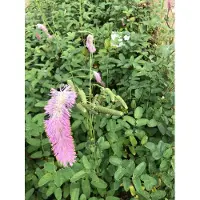 GRDplanten 3x Pimpernel - Sanguisorba hybr. 'Pink Brushes' | 9x9 cm pot