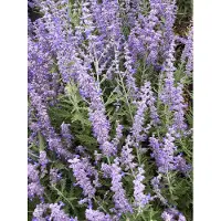 GRDplanten 6x Blauwspirea - Perovskia atripl. 'Lacey Blue' | 9x9 cm pot