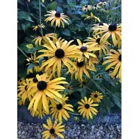 Brandless 6x Zonnehoed - Rudbeckia Fulgida 'Goldsturm ' | 9x9 cm pot