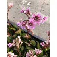 Brandless 6x Schoenlappersplant - Bergenia 'Bressingham Ruby' | 9x9 cm pot