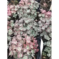 GRDplanten 6x Vetkruid - Sedum spathulifolium 'Purpureum' | 9x9 cm pot