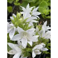 GRDplanten 6 x Campanula poscharskyana, 'E.h. Frost' - Frost-klokkenbloem - pot van 9 x 9 cm