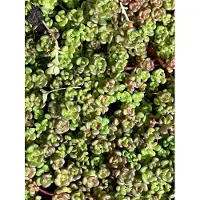 GRDplanten 6x Vetkruid - Sedum Oreganum | 9x9 cm pot