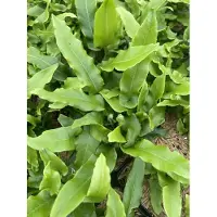 GRDplanten 6 x *Asplenium scolopendrium* (phyllitis scol.) - Hirschzungenfarn - Pot van 9 x 9 cm