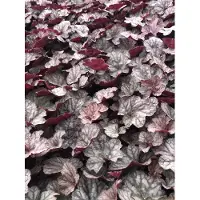 GRDplanten 6x Purperklokje - Heuchera hybr. 'Cascade Dawn' | 9x9 cm pot