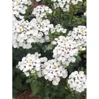 GRDplanten 6x Scheefbloem - Iberis 'Masterpiece' | 9x9 cm pot