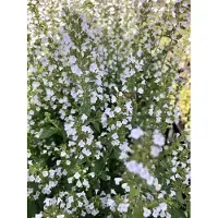 Brandless 6x Bergsteentijm - Calamintha nep. 'Nepeta' | 9x9 cm pot