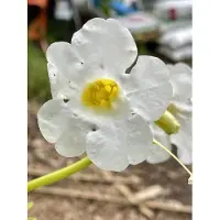 GRDplanten 6x Tuingloxinia - Incarvillea del. 'Snowtop' ( 'alba') | 9x9 cm pot