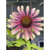 GRDplanten 6x Zonnehoed - Echinacea purpurea 'Green Twister' | 9x9 cm pot