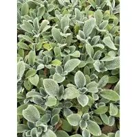 GRDplanten 6x Ezelsoor - Stachys byz. 'Silver Carpet' | 9x9 cm pot