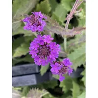 GRDplanten 6x IJzerhard - Verbena rigida