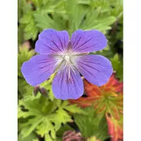 GRDplanten 6x Ooievaarsbek - Geranium hybr. 'Johnson's Blue' | 9x9 cm pot