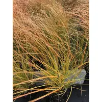 Brandless 6x Oranjezegge - - Carex test. 'Prairie Fire' | 9x9 cm pot